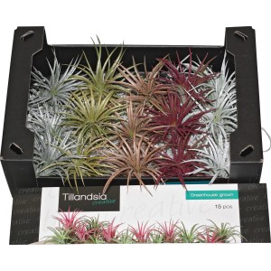 Tillandsien in verschiedenen Farben, lose sortiert in einer schwarzen Kiste.