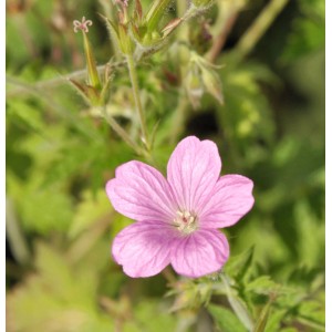 Nahaufnahme einer rosa Oxford Storchenschnabel (Geranium oxonianum) Blüte.