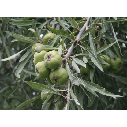 Hängende Wildbirne "Pendula" Stamm 180 cm Topf ca. 20 l Pyrus