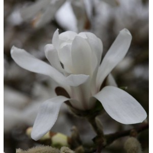 Nahaufnahme einer weißen Sternmagnolie (Magnolia stellata) Blüte.