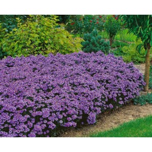 Blühende, blaue Kissenaster (Aster Dumosus Blue Lapis) im Gartenbeet.