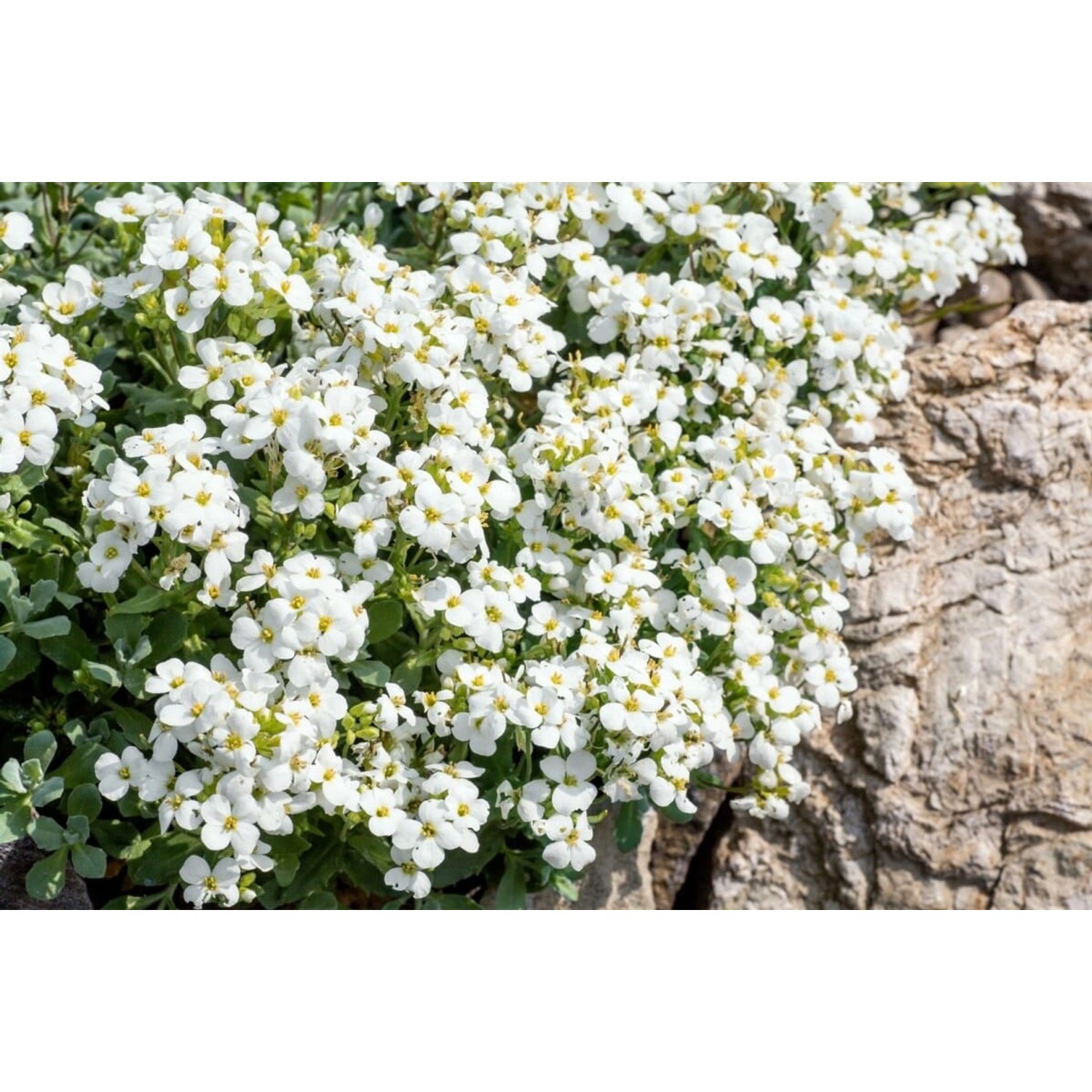 Arabis Caucasica Schneeball Gänsekresse Weiß Ca. 9x9 cm Topf günstig online kaufen
