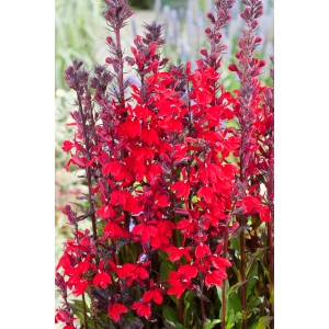 Kardinalslobelie Rot im Topf, leuchtend rote Blüten für den Gartenteich.