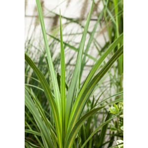 Grüne Keulenlilie (Cordyline) mit gelben Akzenten im Topf, ca. 65 cm hoch.