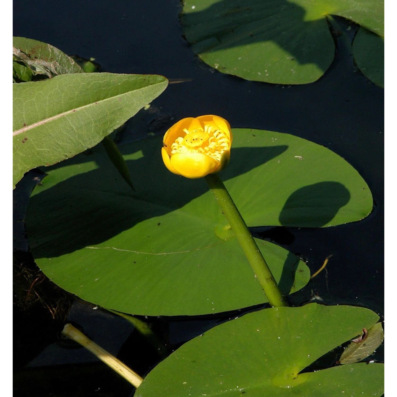 Teichmummel - Nuphar lutea günstig online kaufen