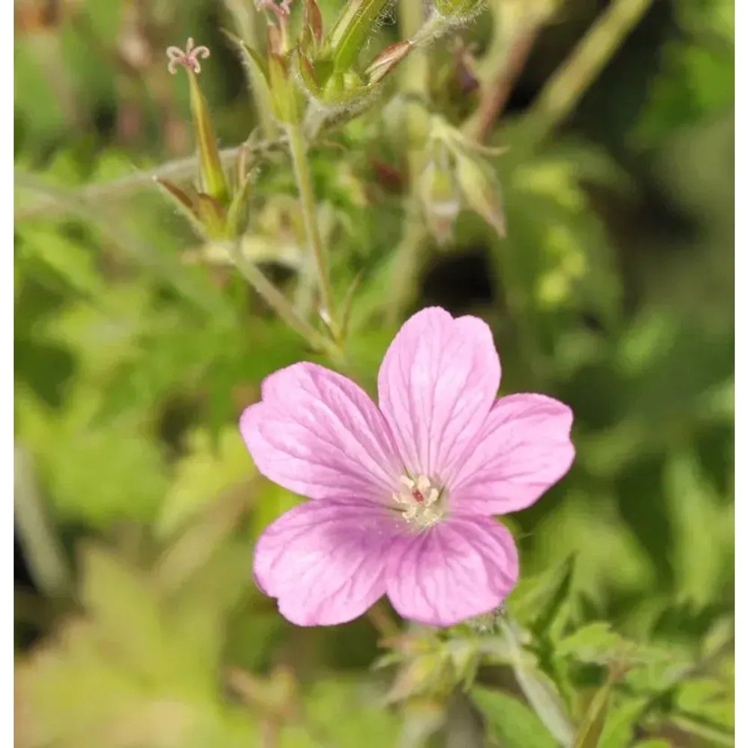 Oxford Storchenschnabel - Geranium oxonianum
