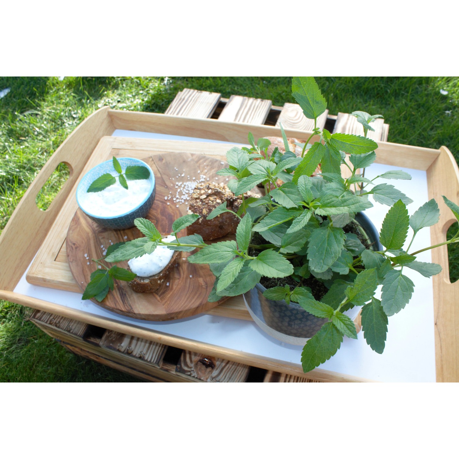 Blu Bio-Pfeffer-Salbei (Salvia uliginosa) im Topf mit Speisen auf einem Holztablett.