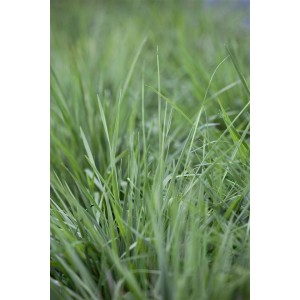 Frisches, grünes Zittergras (Briza Media) im 9x9 cm Topf. Dekorative Gräser für Garten und Beet.