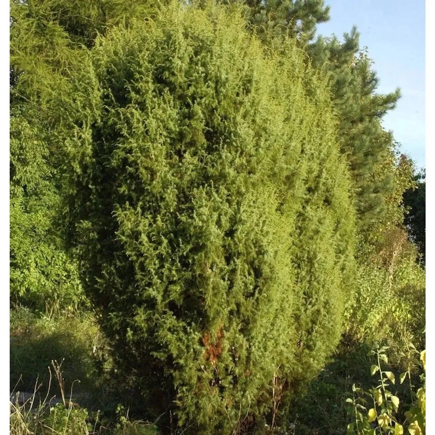 Gemeiner Wacholder 100-125cm - Juniperus communis
