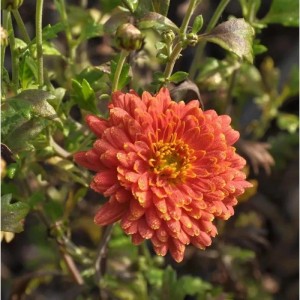 Nahaufnahme einer orangefarbenen Winteraster Raubritter (Chrysanthemum hortorum).
