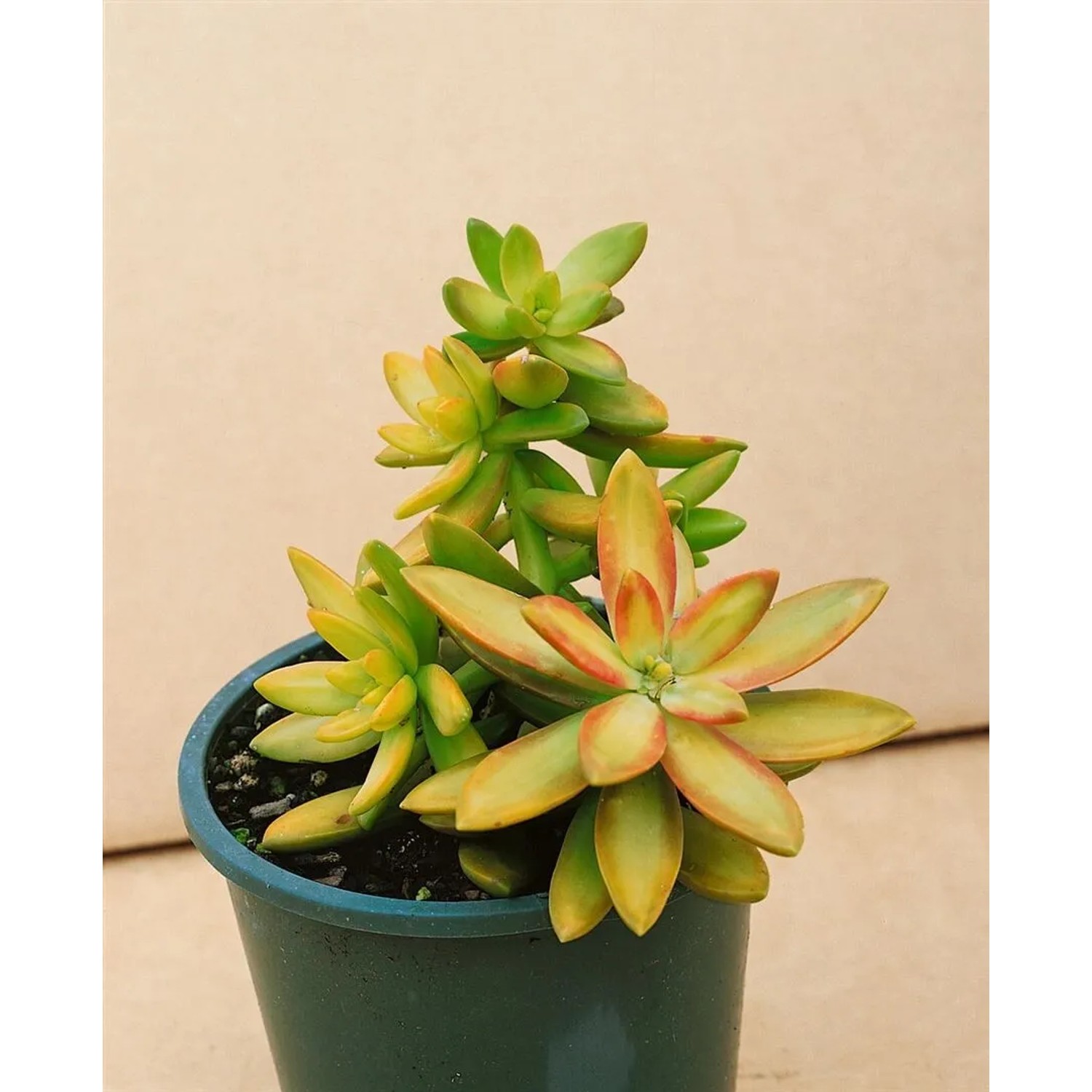 Sedum Oreganum Fetthenne Ca. 9x9 cm Topf Sukkulent