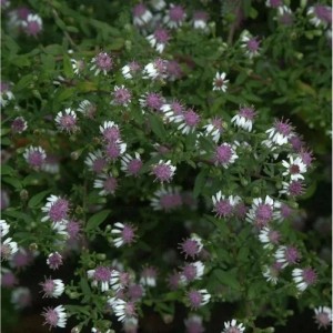 Nahaufnahme der waagerechten Herbst Aster (Aster lateriflorus) mit weißen Blüten und lila Mitte.