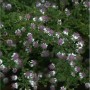 Nahaufnahme der waagerechten Herbst Aster (Aster lateriflorus) mit weißen Blüten und lila Mitte.