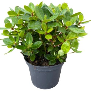 Rhododendron Shamrock im Topf, ca. 30-40 cm, immergrüne Pflanze mit grünen Blättern.