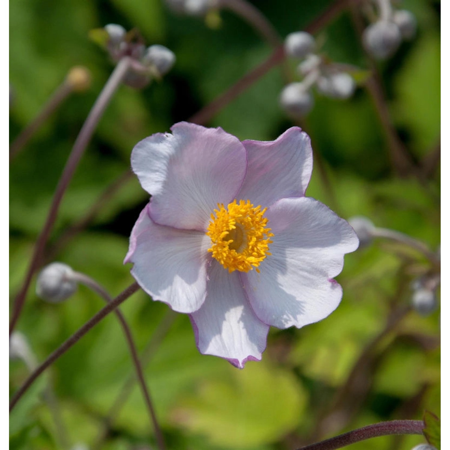 Japanische Herbstanemone Septembercharm - Anemone hupehensis günstig online kaufen