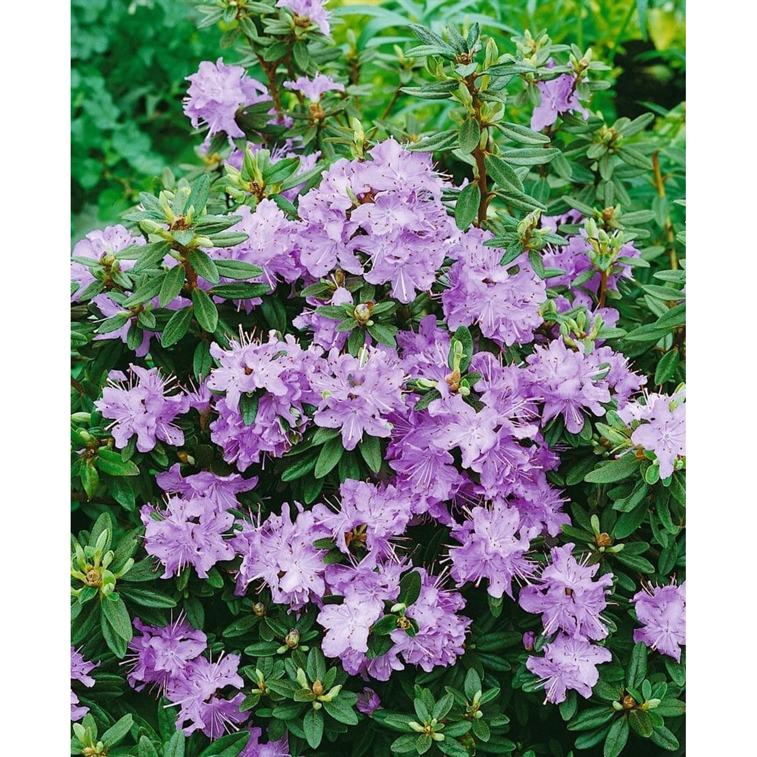 Rhododendron Impeditum Blumiria Zwerg-Rhododendron Lila 20–25 cm günstig online kaufen