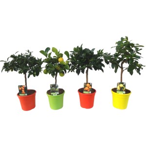 Citrus Mix Mini-Stamm im Topf, verschiedene Sorten in bunten Töpfen.