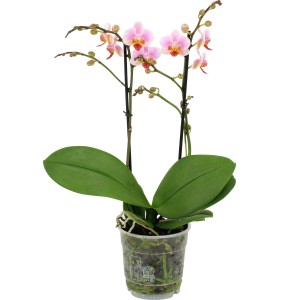 Schmetterlingsorchidee Phalaenopsis mit rosa Blüten im Topf, Höhe 35-50 cm.