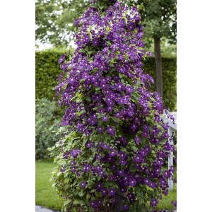 Üppige, violette Clematis Viticella Polish Spirit Kletterpflanze im Garten.