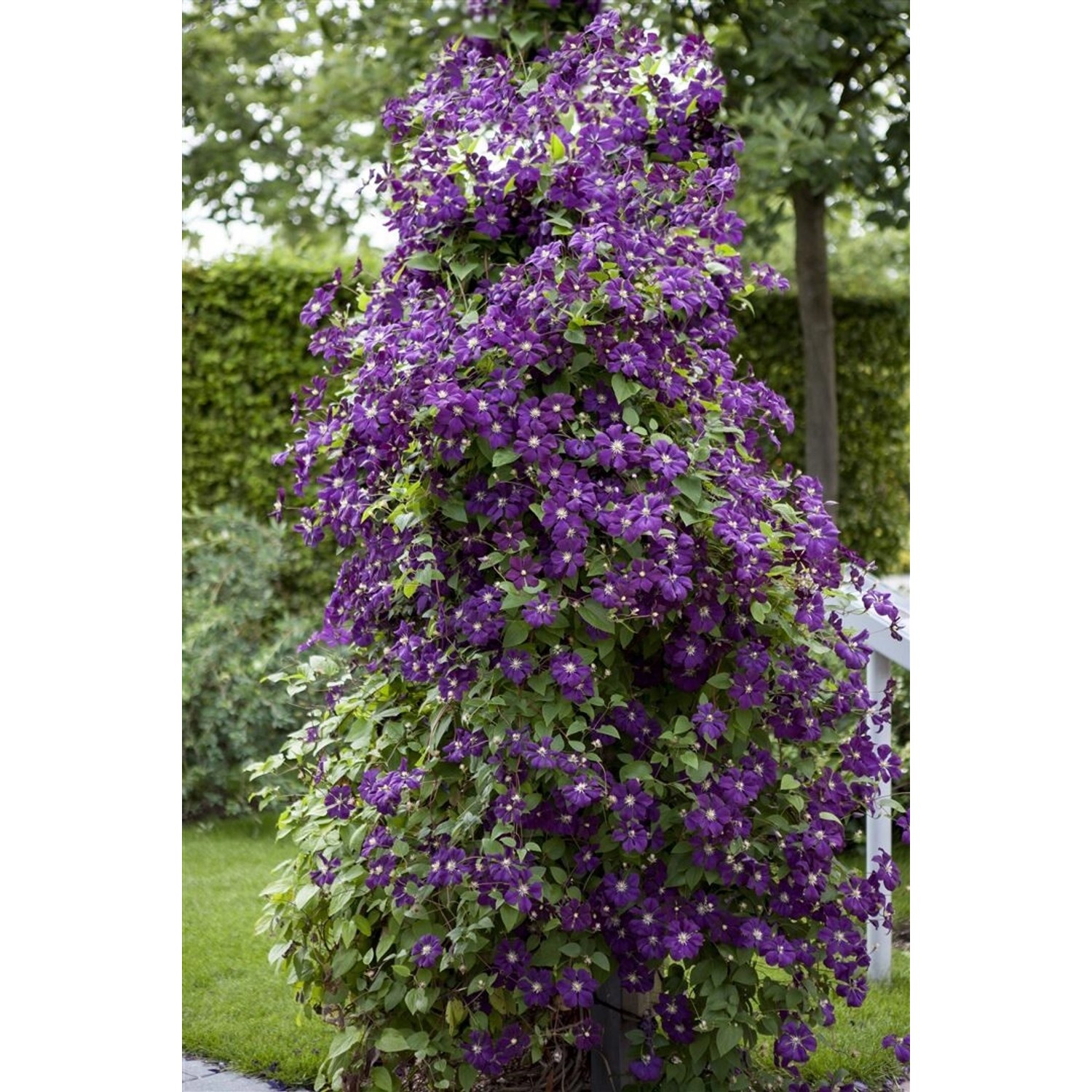 Clematis Viticella Polish Spirit Violett 80–100 cm günstig online kaufen