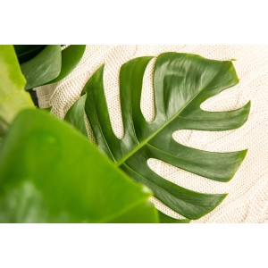 Grünes Fensterblatt (Monstera Deliciosa) im Topf, eine dekorative Grünpflanze.