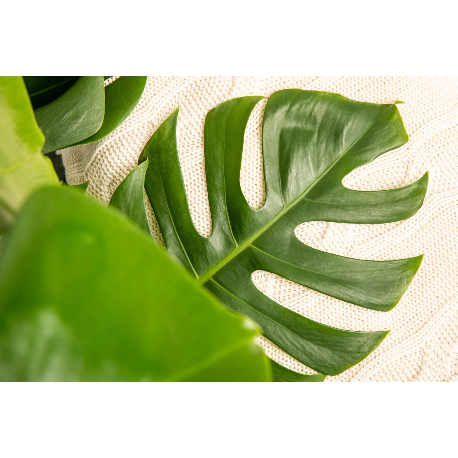 Grünes Fensterblatt (Monstera Deliciosa) im Topf, eine dekorative Grünpflanze.