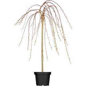 Hängende Kätzchenweide Pendula Gelb im Topf, ca. 100-120 cm hoch. Zierstrauch für Garten und Balkon.
