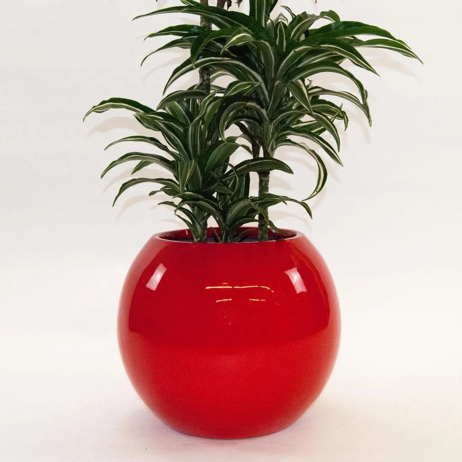 Roter, runder Elegant Einrichten Pflanzkübel Fiberglas Ball (D40xH32cm) mit Pflanze.
