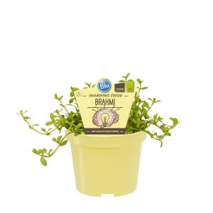 Bio Brahmi (Bacopa Monnieri) im 12cm Topf, Gedächtnisstütze, Exotenherz Kräuterpflanze.
