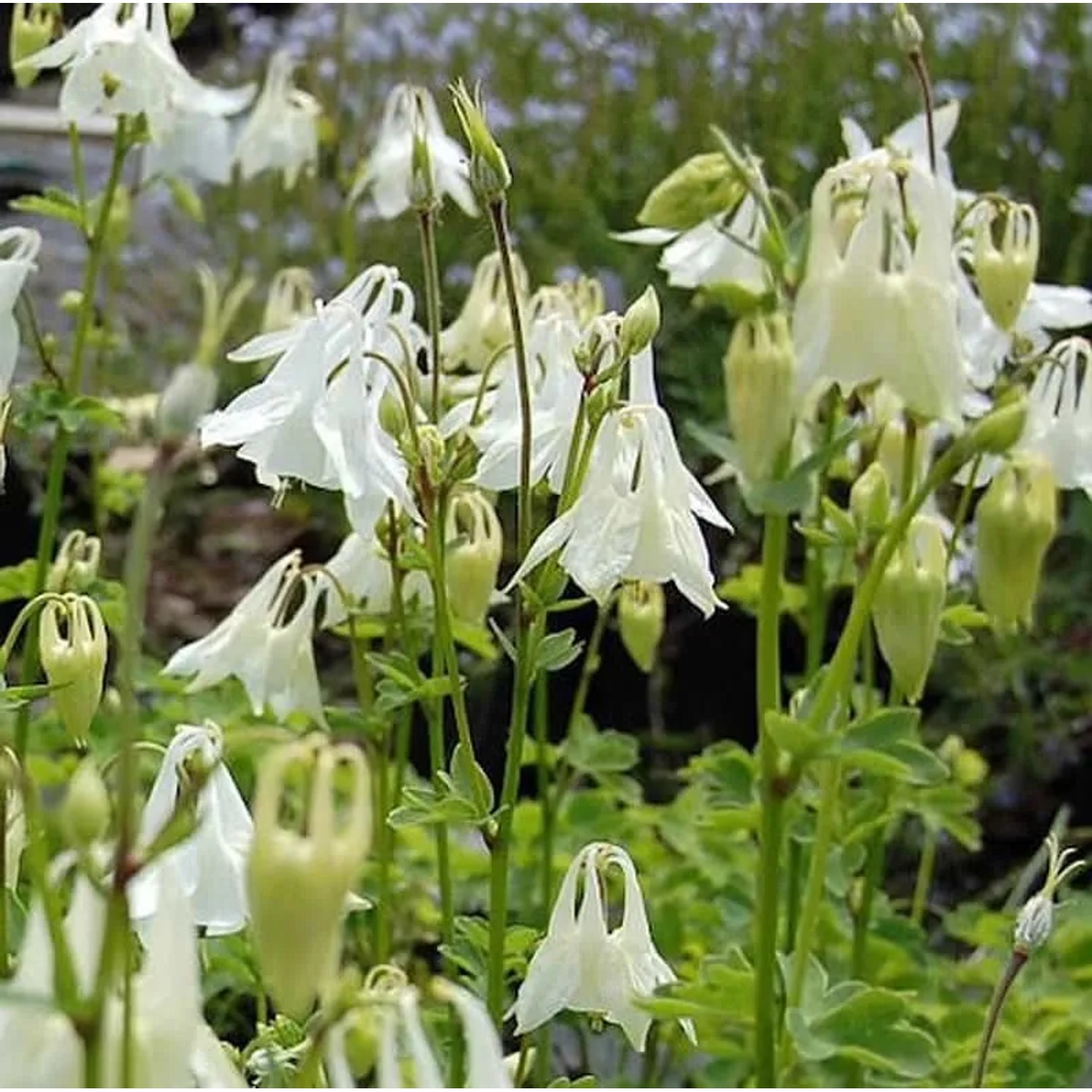 Akelei Alba - Aquilegia vulgaris