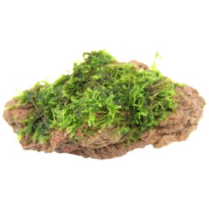 Dennerle Plants Moosstein: Aquariumpflanze mit grünem Moos auf braunem Stein.
