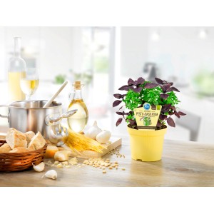 Blu Bio-Pesto Basilikum im gelben Topf, ideal für mediterrane Gerichte.