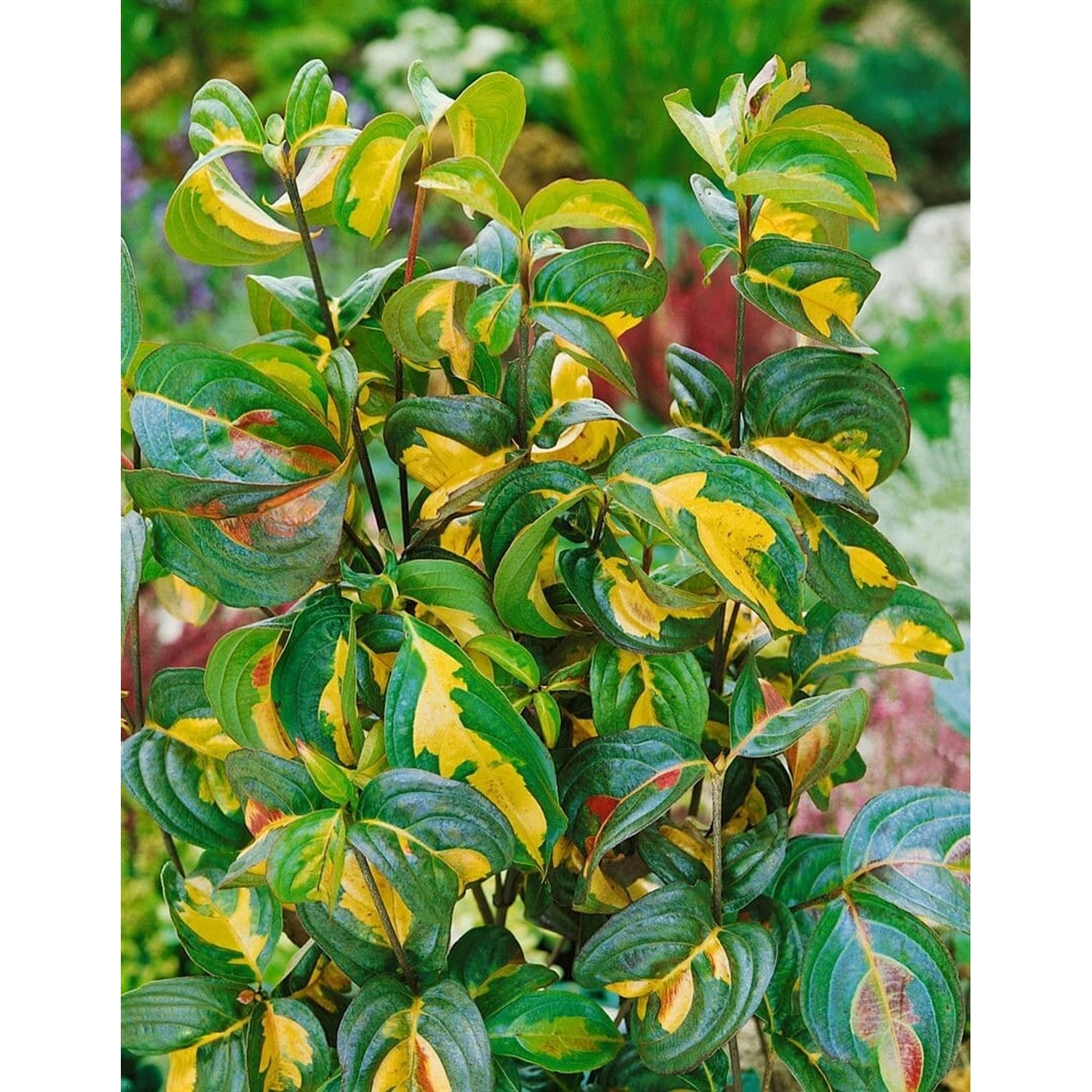Cornus Kousa Gold Star Japanischer Blumen-Hartriegel 150–175 cm günstig online kaufen
