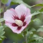 Nahaufnahme einer rosa-roten Hibiscus Syriacus Blüte im Garten.