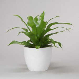 Scheurich Übertopf 920 Alaska, Ø 25 cm, weiß, mit grüner Pflanze.