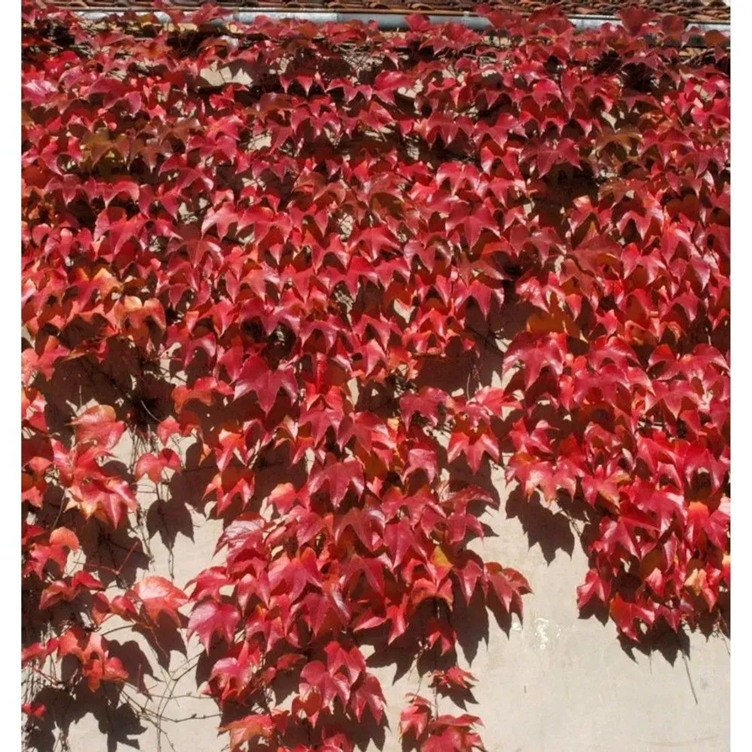 Chinesische Jungfernrebe 80-100cm - Parthenocissus henryana