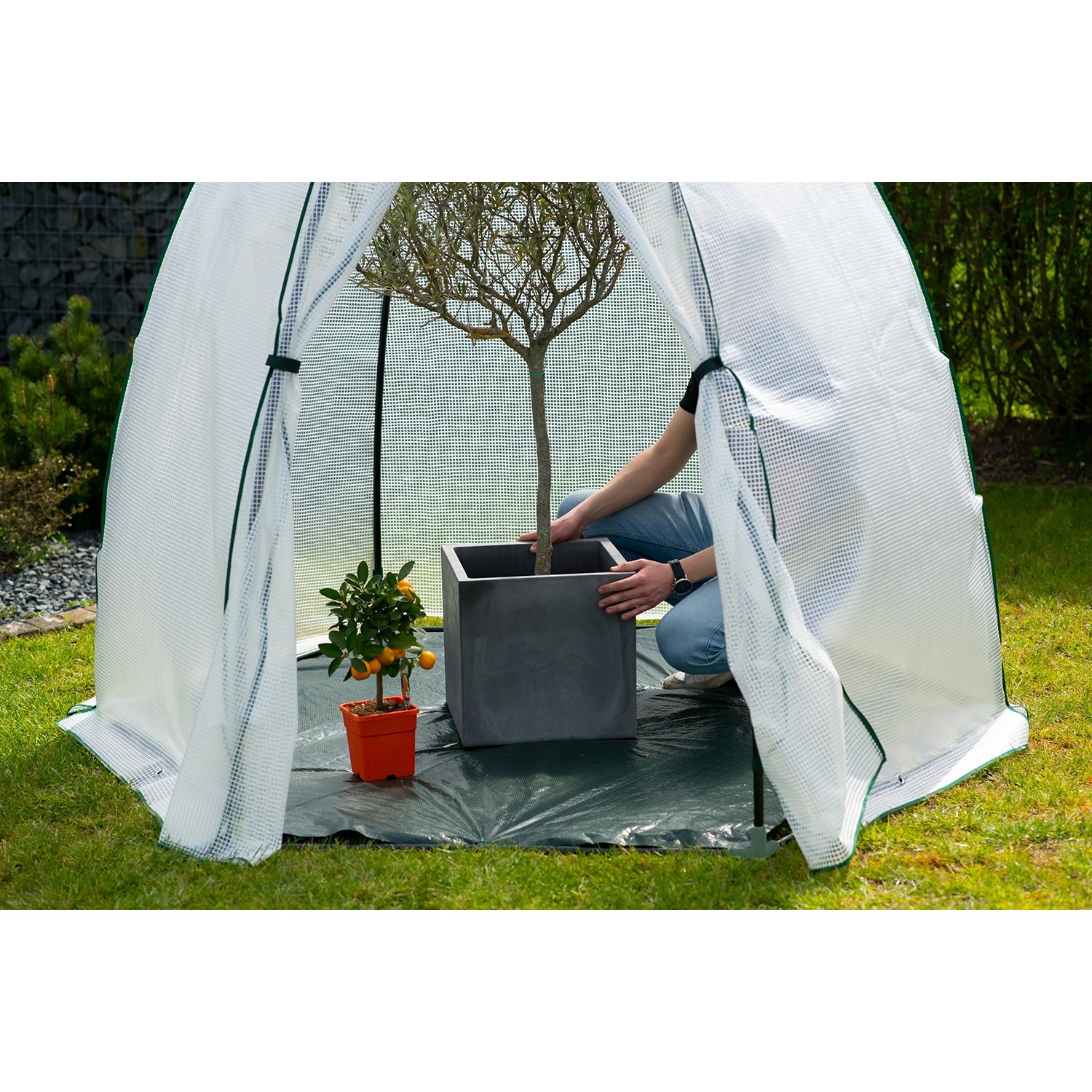 Westmann Überwinterungszelt Minze mit Pflanzen im Garten, Foliengewächshaus für den Winter.