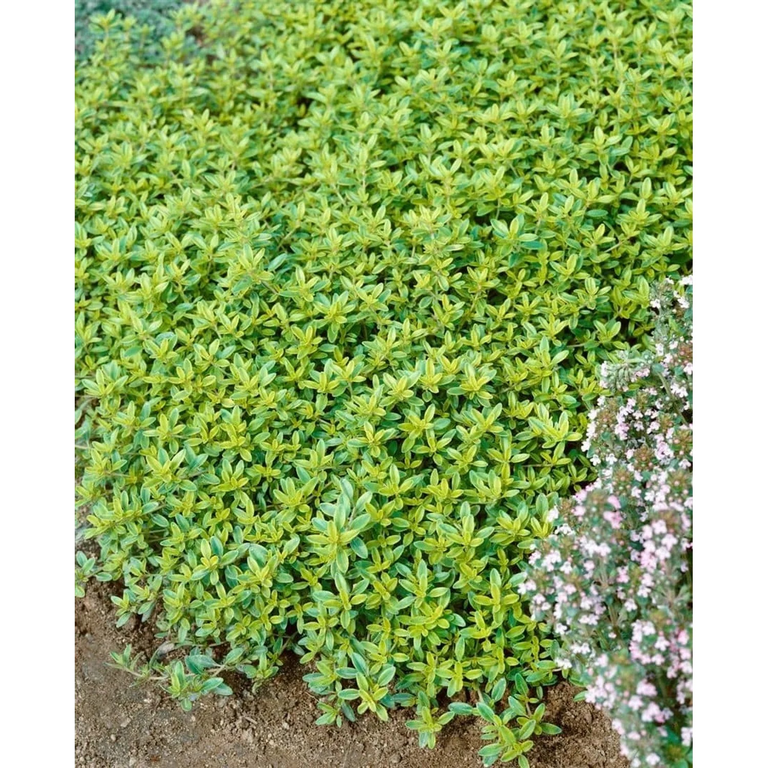 Zitronenthymian 'Golden Dwarf' im 9x9 cm Topf, goldgelbe Blätter, dichte Staude.