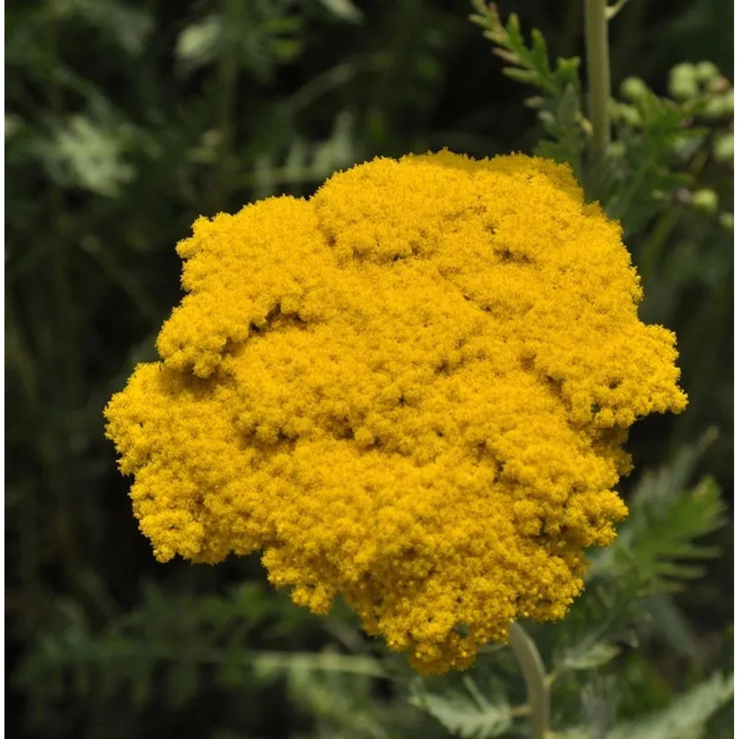 Schafgarbe Golden Plate - Achillea filipendulina