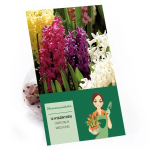 Hyazinthen-Mischung mit 12 Zwiebeln in verschiedenen Farben, ideal für den Garten.