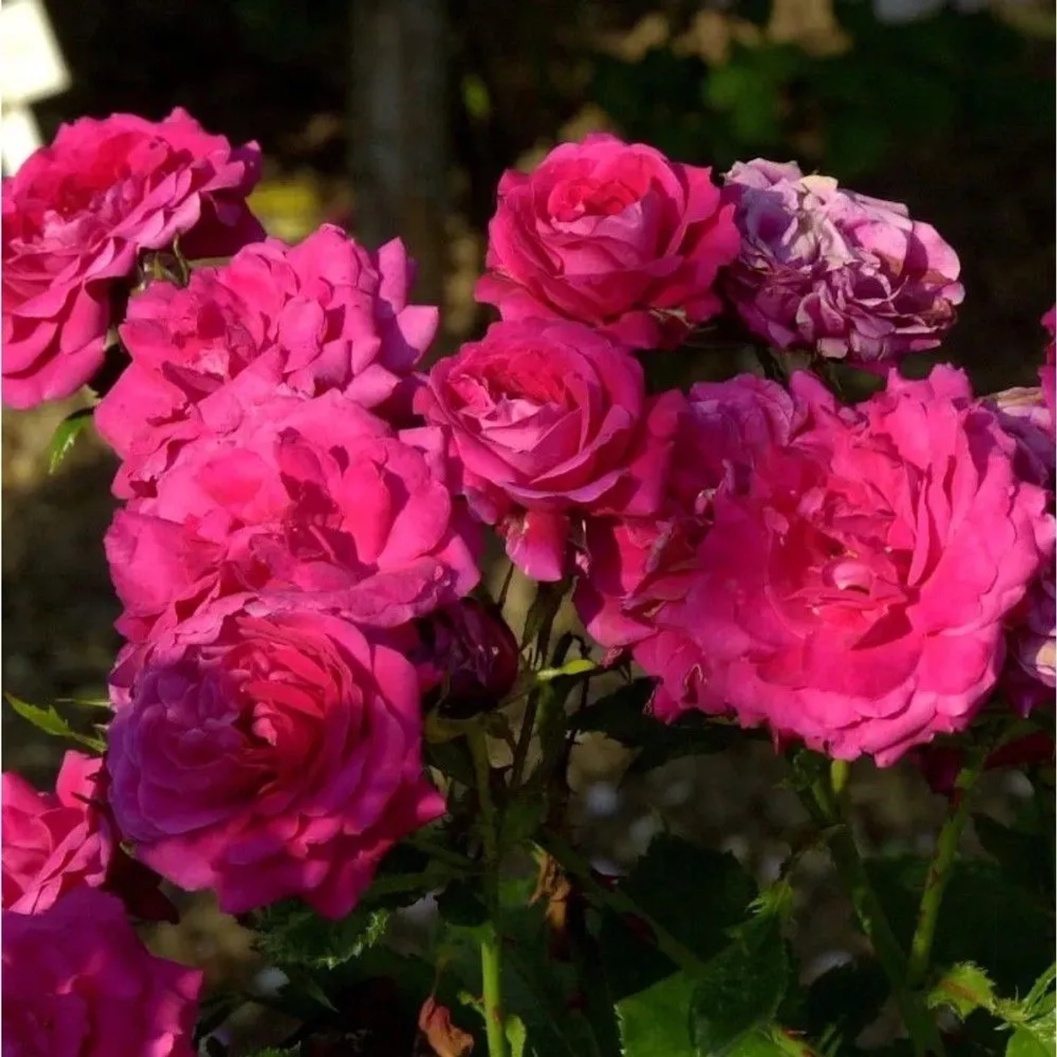 Hochstamm Rose Alexander von Humboldt 80-100cm