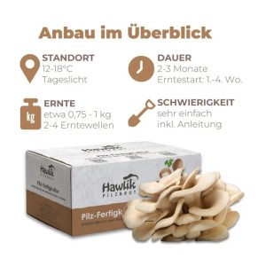 Hawlik Pilzbrut Austernpilz Zuchtset mit Box, frischen Pilzen und Anbau-Übersicht.