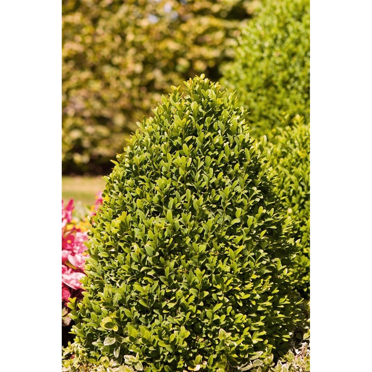 Buxus Sempervirens Arborescens Buchsbaum Kugel 45–50 cm günstig online kaufen