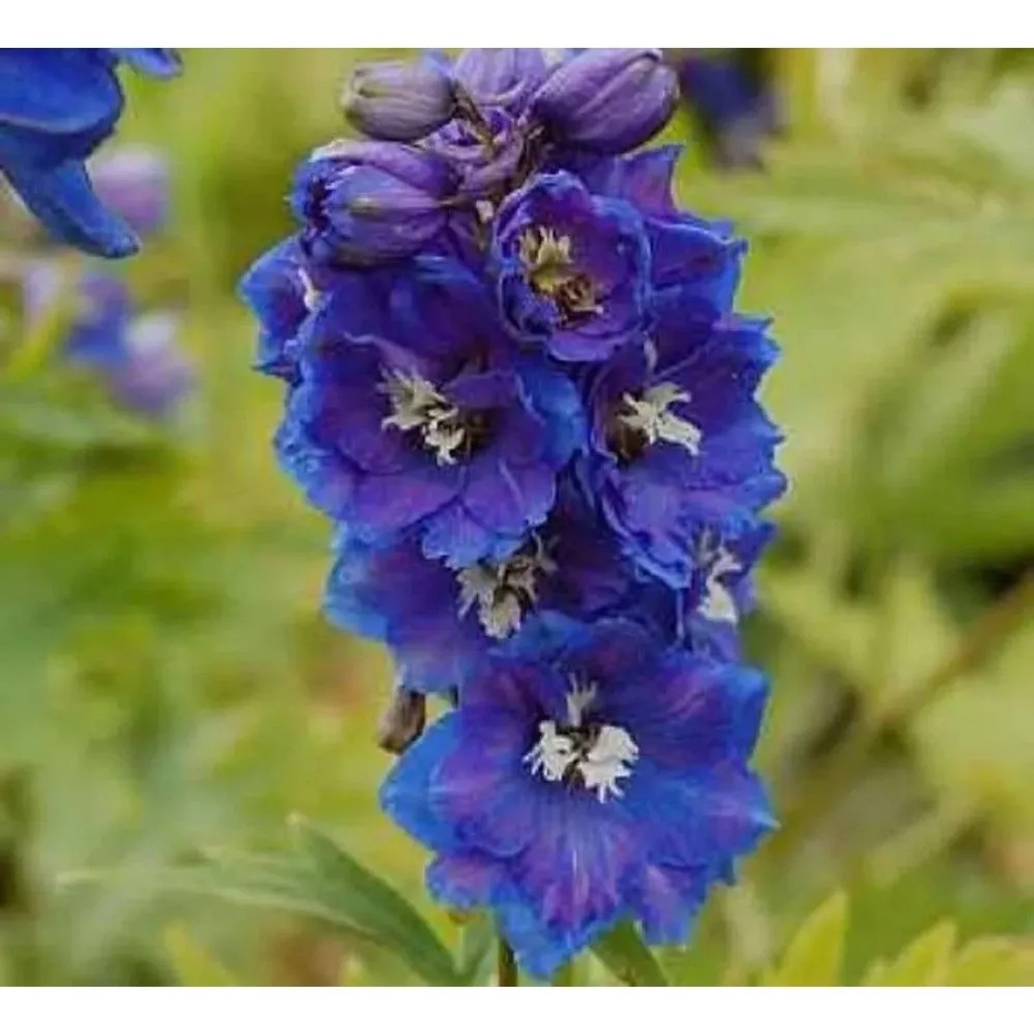 Rittersporn Blauer Zwerg - Delphinium grandiflorum