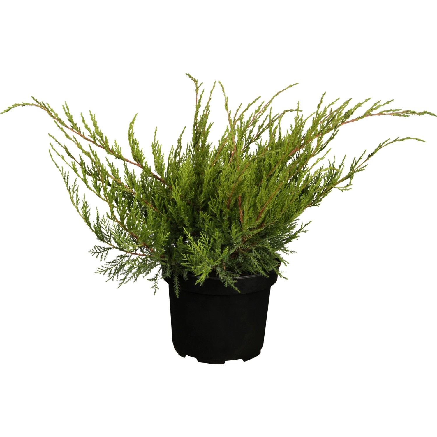 OBI Strauch-Wacholder Mint Julep Höhe ca. 5 - 10 cm Topf ca. 2 l Juniperus