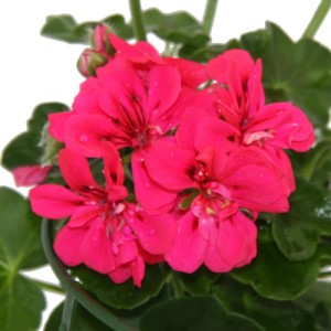 Hängende Geranien 'Exotenherz', pink, 3er Set im 12cm Topf. Hängepflanze für Balkon und Garten.