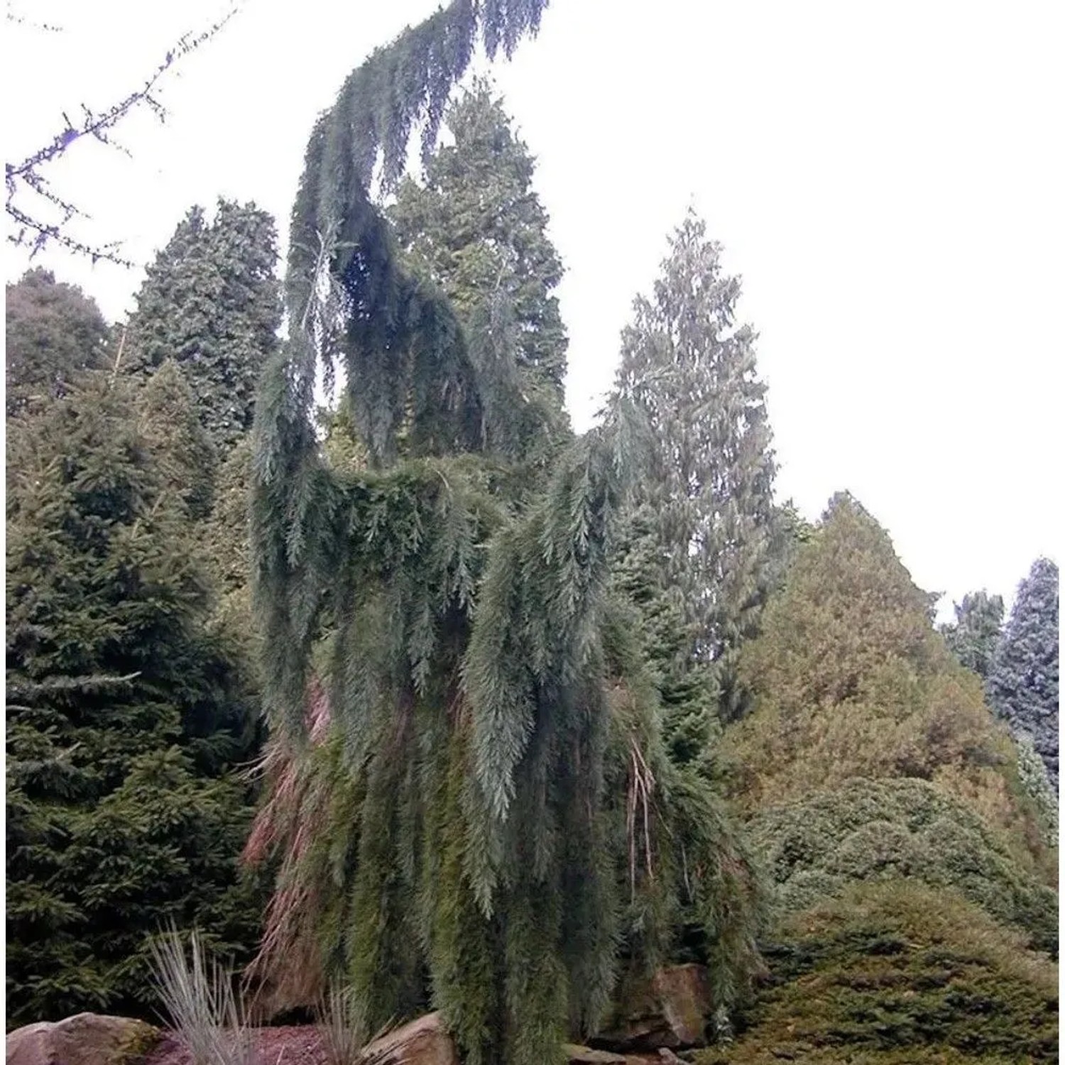 Überhängender Mammutbaum 80-100cm - Sequoiadendron giganteum