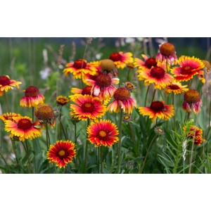 Gelbrote GROW by OBI Kokardenblume (Gaillardia aristata) im Gartenbeet.