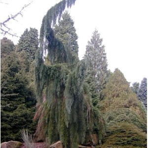 Überhängender Mammutbaum (Sequoiadendron giganteum) mit herabhängenden Ästen im Garten.