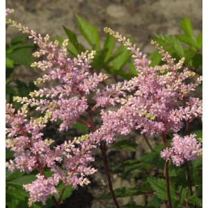 Prachtspiere 'Peach Blossom': Zarte, rosa Blütenstände der Astilbe japonica im Detail.